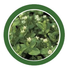 Common Chickweed