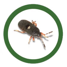 Chinch Bugs