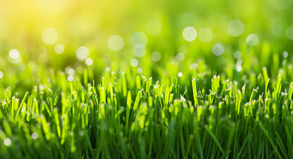 Fertilization Programs