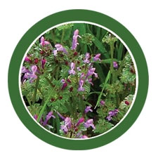 Henbit