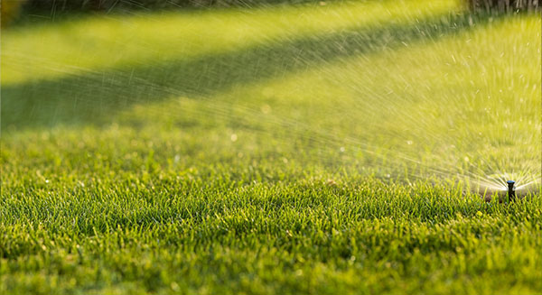 Lawn Maintenance