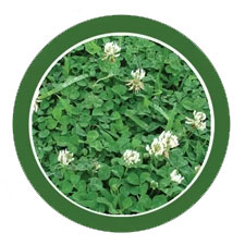 White Clover