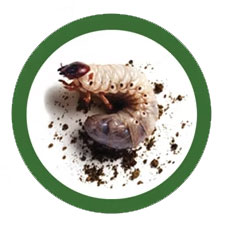 White Grubs